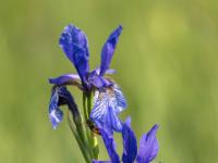 Schwertlilie oder Iris blau